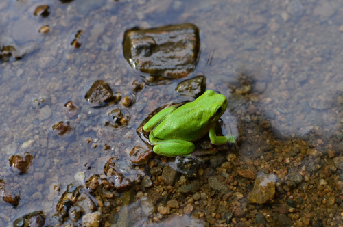I.běh LT RYENGLE Horní Sokolovec- den sedmý, pátek 7.7.2017